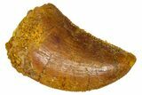 Serrated, Baby Carcharodontosaurus Tooth - Morocco #361036-1